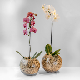 Photo of Potted Orchid Small