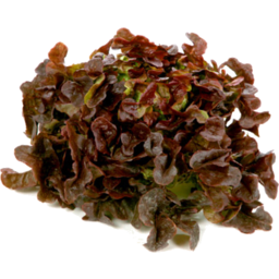 Photo of Lettuce Oak Leaf Green Ea