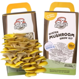 Photo of Little Acre Mushroom Kit Gold Oyster
