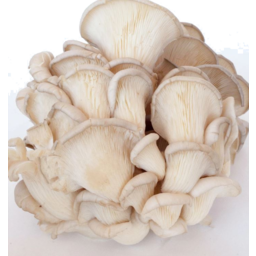 Photo of Mushroom White Oyster