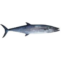 Photo of Mackerel Spanish