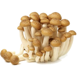Photo of Mushroom Shimeji 150gm
