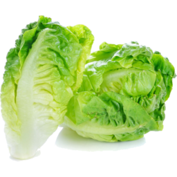 Photo of Organic Baby Cos Lettuce 