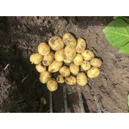 Photo of Premium Selection Potatoes