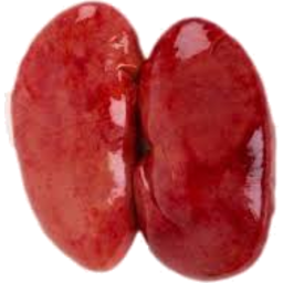 Photo of Pork Kidney