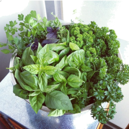 Photo of FRESH Mix Herb bunch (Basil/ Coriander/ Mint /Parsley)