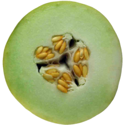 Photo of Honeydew Melon Half