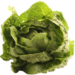 Photo of Lettuce Cos Small