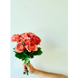 Photo of Roses Grandiflora 40cm