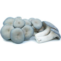 Photo of Umami Mushrooms Blue Oyster Each