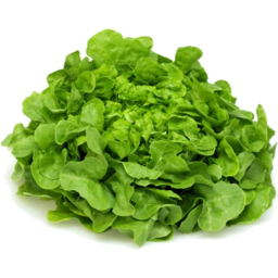 Photo of Lettuce Green Oak Each