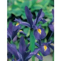 Photo of Bulb Dutch Iris Acapulco A