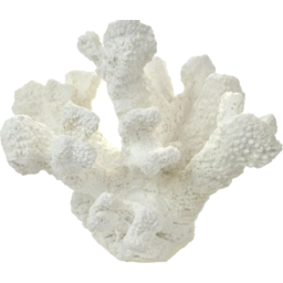 Photo of White Poly Tube Coral 19x14x16cm 