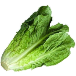 Photo of Cos Lettuce Ea