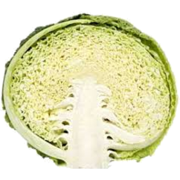 Photo of Cabbage Drumhead Half Ea