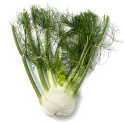 Photo of Fennel - Bunched