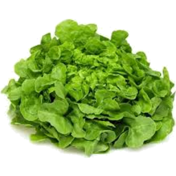 Photo of Lettuce Green Oak 