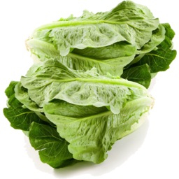 Photo of Baby Cos Lettuce Twin Pack