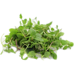 Photo of Micro Mint Leaves 