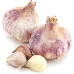 Photo of Garlic Italian
