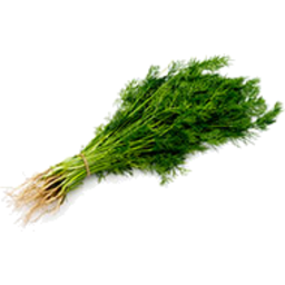 Photo of Dill Bunch Ea