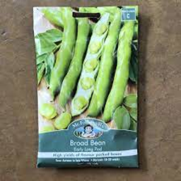 Photo of Seed Broad Bean Early Long Pod C