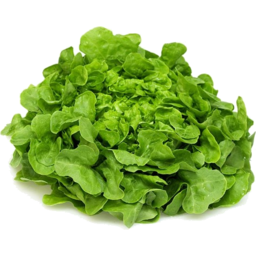 Photo of Lettuce - Green Oak Each