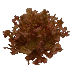 Photo of Lettuce Oak Leaf Red Hydroponic