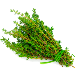 Photo of Thyme Punnet