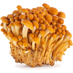 Photo of Mushrooms Unearthed Gold Enoki Kg