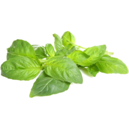 Photo of Herbs Punnet Mint