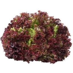Photo of Hydro Lettuce Red Oak