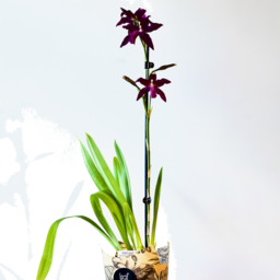 Photo of Orchid Oncidium Pot