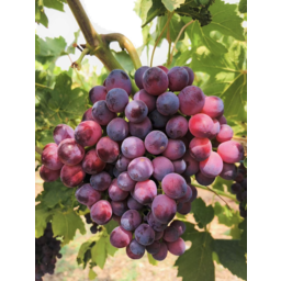 Photo of Grapes - Sunrise Red 