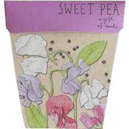 Photo of Gift Of Seeds Sweet Pea