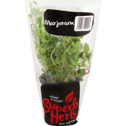 Photo of Superb Herb Living Herb Marjoram