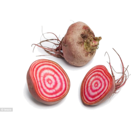 Photo of Beetroot Chioggia- Candy Stripe