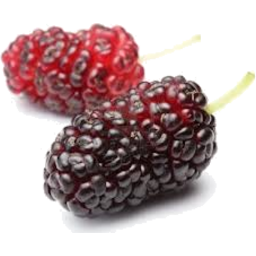Photo of Mulberries m