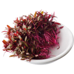 Photo of Micro herbs Red Garnet