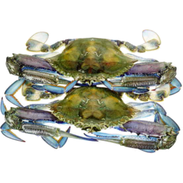 Photo of Blue Swimmer Crabs