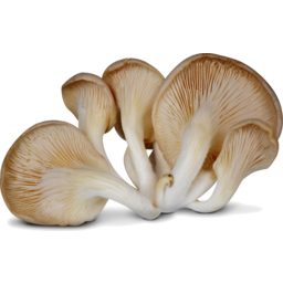 Photo of Mushrooms Oyster