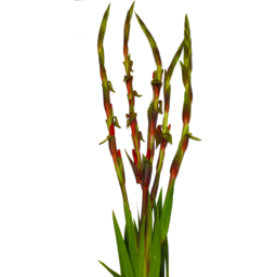 Photo of Gladioli Flowers 