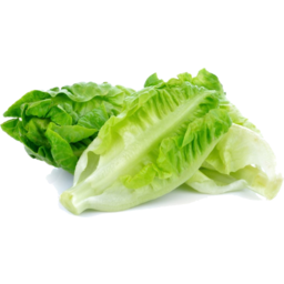 Photo of Baby Cos Lettuce Petite 2 Pack