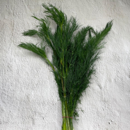 Photo of Dill Bunch