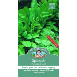 Photo of Seed Spinach Perpetual Leaf A