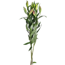 Photo of Waitikiri Lilies Premium Coloured Oriental Large