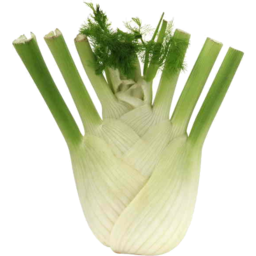 Photo of Fennel Bunch
