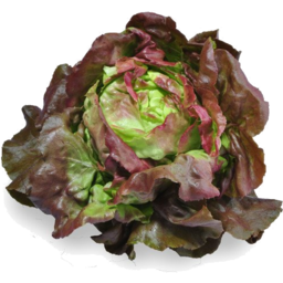Photo of Lettuce Mignon