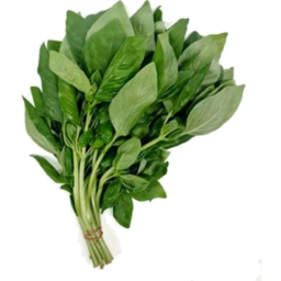 Photo of Herb Basil Bunch