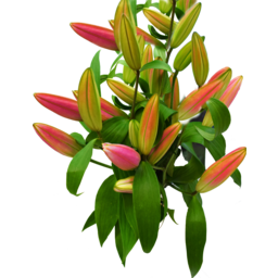 Photo of Oriental Lilies